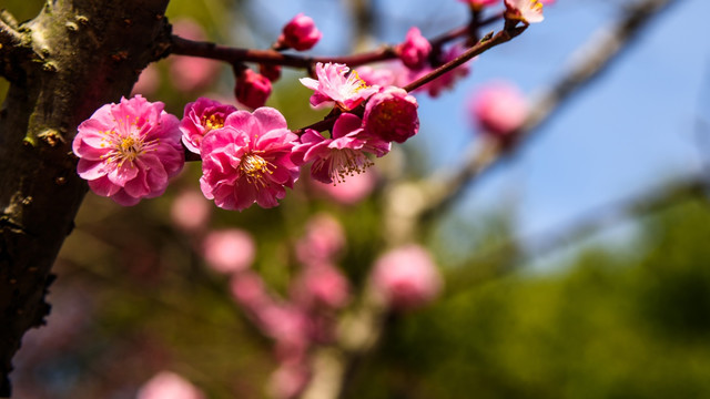 梅花