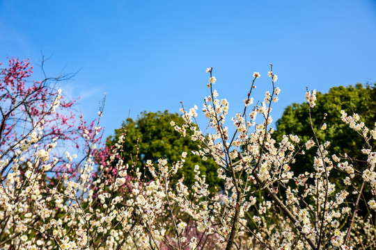 梅花