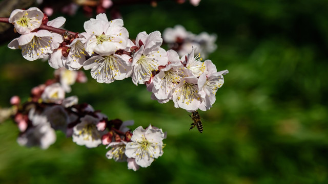 梅花