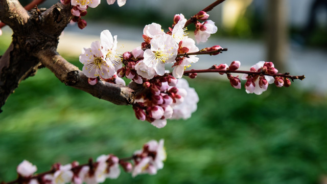 梅花