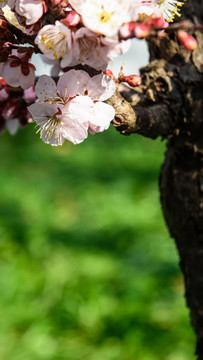 梅花