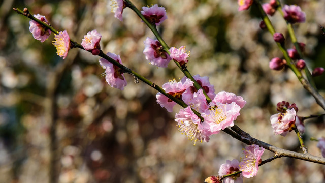 梅花