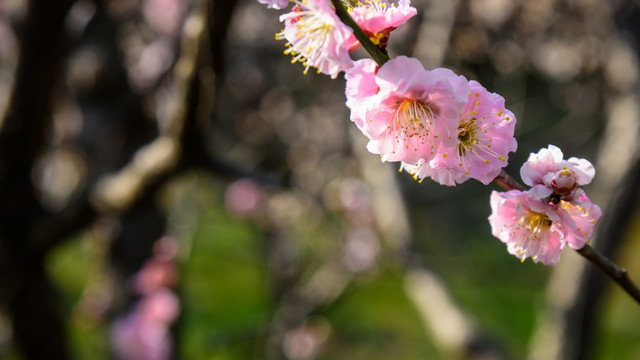 梅花