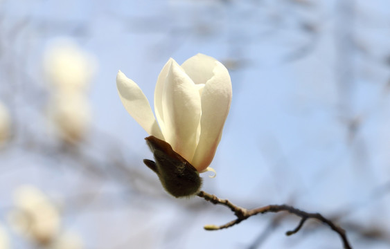 白玉兰