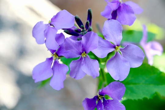 紫花二月兰