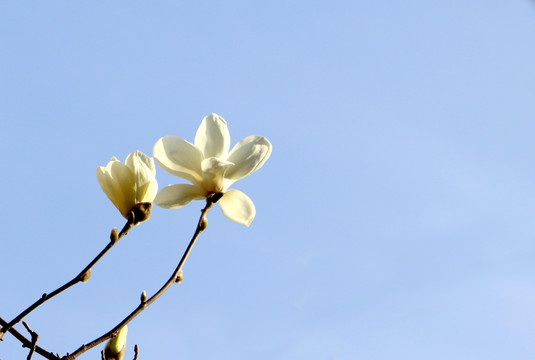 白色玉兰花