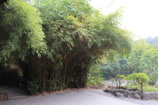 竹林
