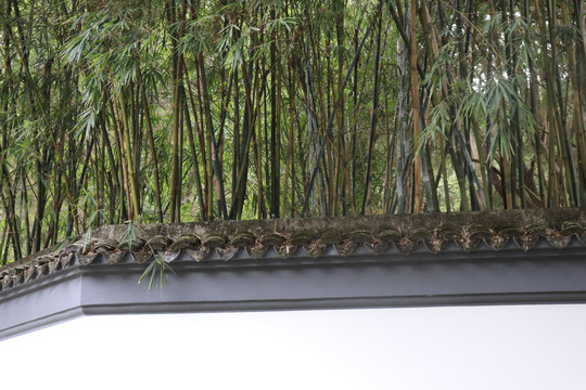 黑瓦白墙绿竹
