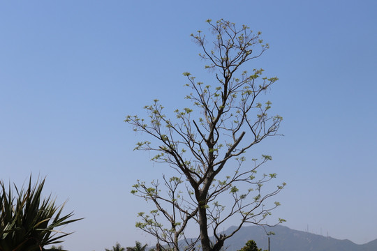 绿树发芽