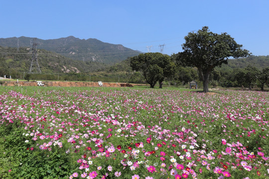 格桑花海