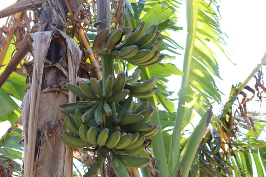 香蕉树