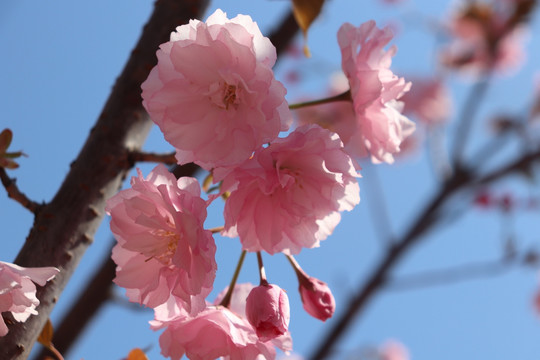 粉色樱花