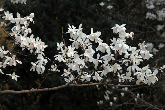 玉兰花