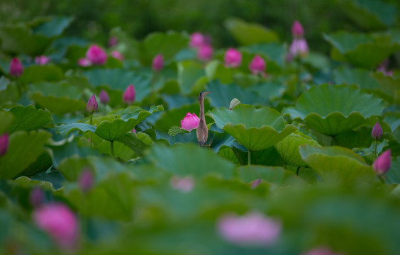 荷花 高清大图