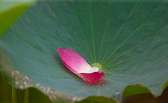 荷花 高清大图