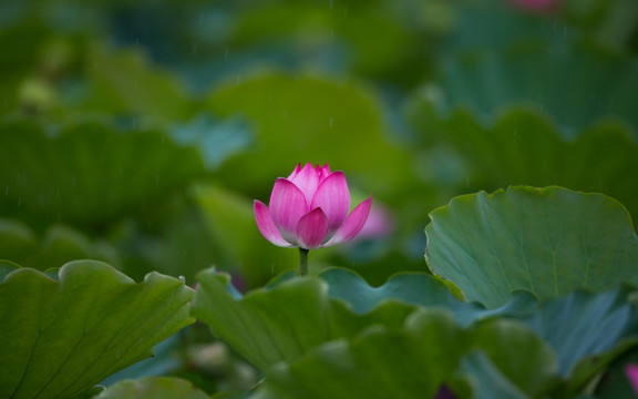 荷花 高清大图