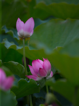 荷花 高清大图