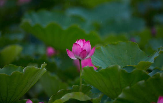 荷花 高清大图