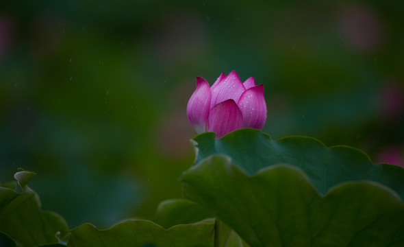 荷花 高清大图