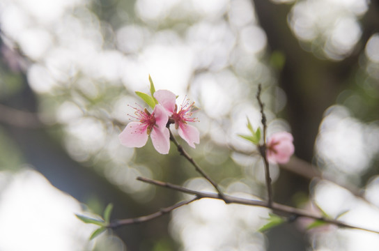 桃花