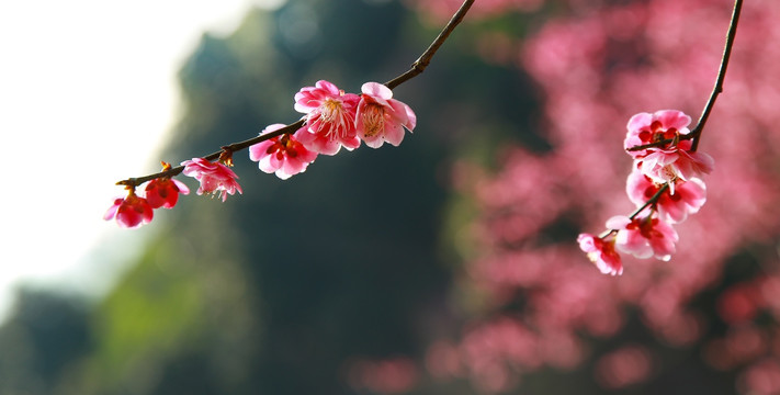 梅花特写