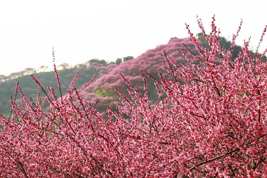 梅花