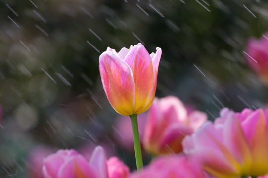 雨后郁金香