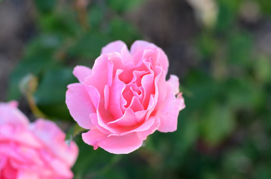 月季花