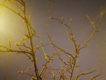 夜灯下的枝桠