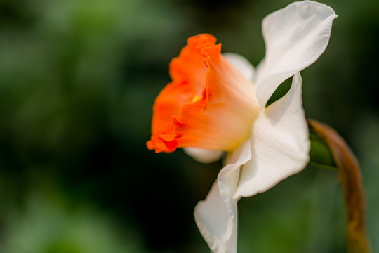 水仙花