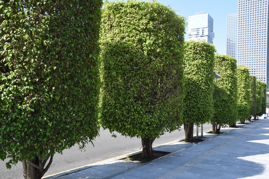 城市路边树