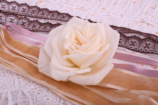 白玫瑰条纹