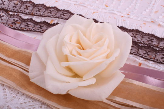 白玫瑰条纹