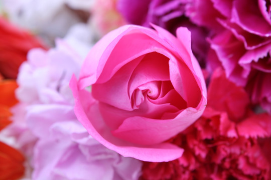 玫瑰花 紫罗兰