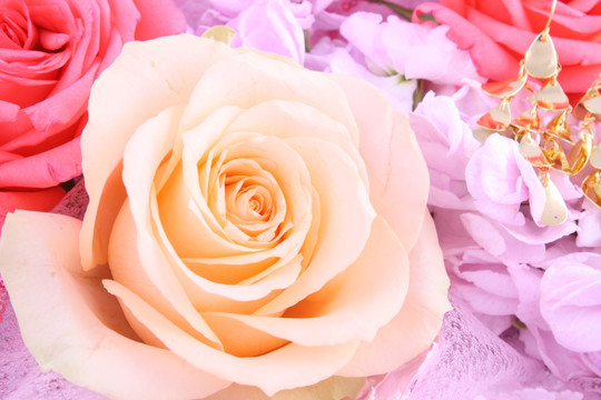 玫瑰花