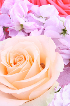 紫罗兰玫瑰花