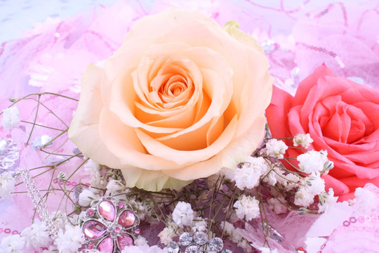 玫瑰花