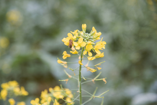 油菜花 蜜蜂