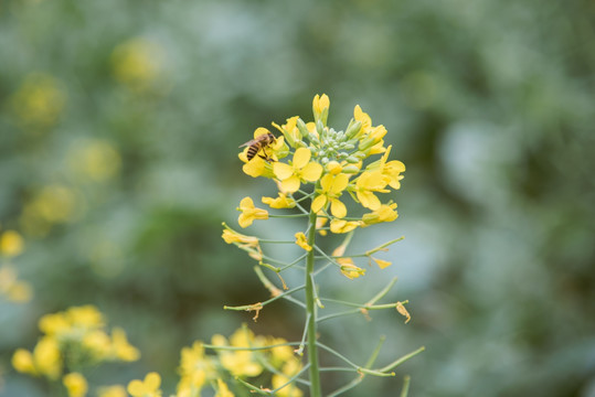 油菜花蜜蜂