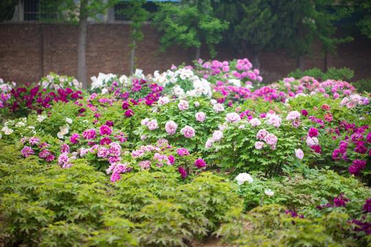 牡丹花