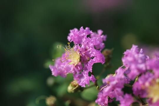 紫薇花