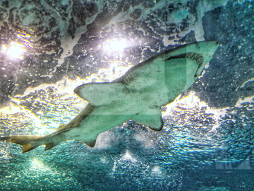 海底世界  大鲨鱼素材