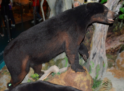 美洲黑熊标本