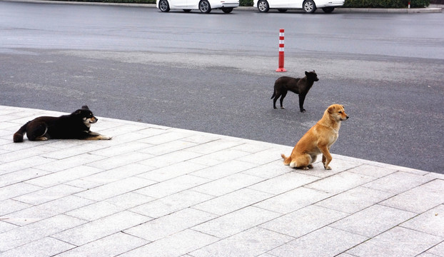 城市流浪狗