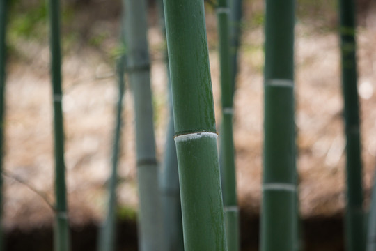 竹子 竹节