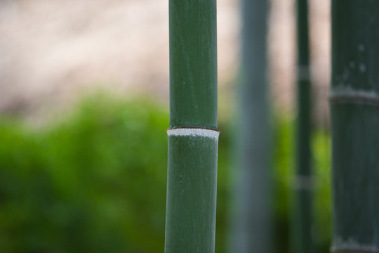 竹子 竹节