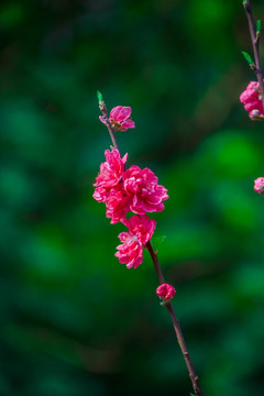 桃花素材