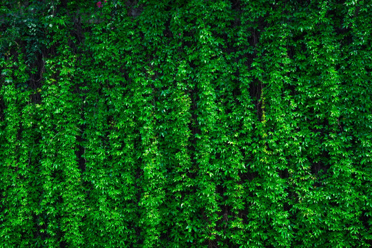 爬山虎植物墙绿叶背景墙素材