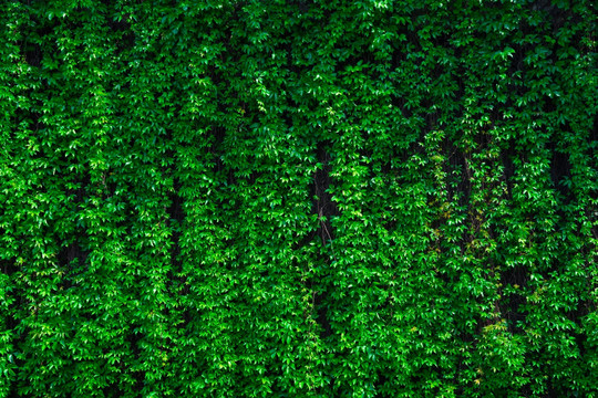 爬山虎植物墙绿叶背景墙素材