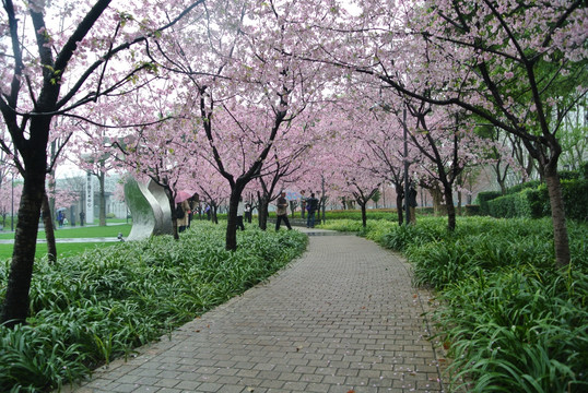 静安雕塑公园樱花园